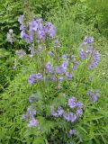 Polemonium chinense. Цветущее растение (Polemonium racemosum). Республика Бурятия, Баунтовский эвенкийский р-н, пос. Северный, подворье, самопроизвольное произрастание. 01.07.2013.