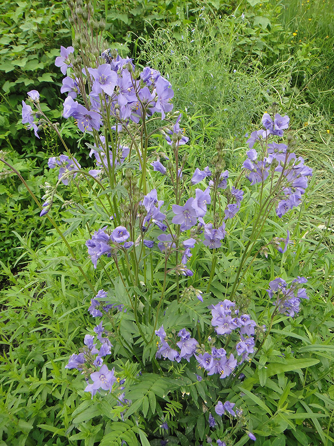 Image of Polemonium chinense specimen.