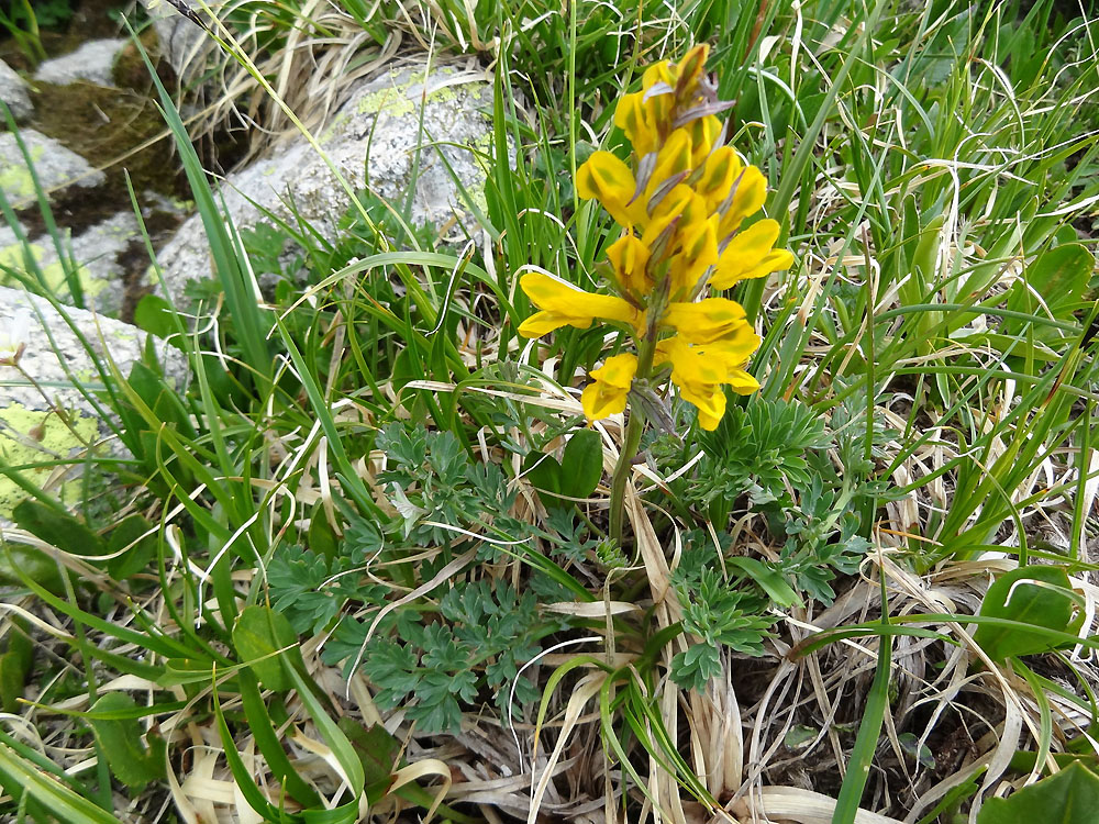 Image of Corydalis gortschakovii specimen.