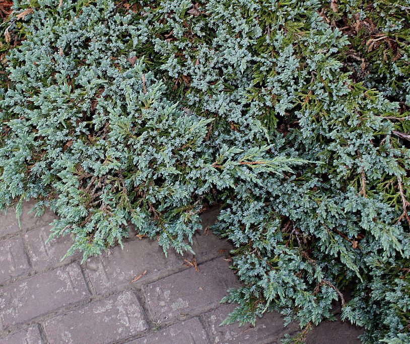 Image of Juniperus squamata specimen.