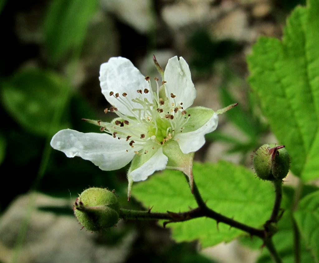 Изображение особи Rubus caesius.