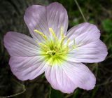 Oenothera speciosa