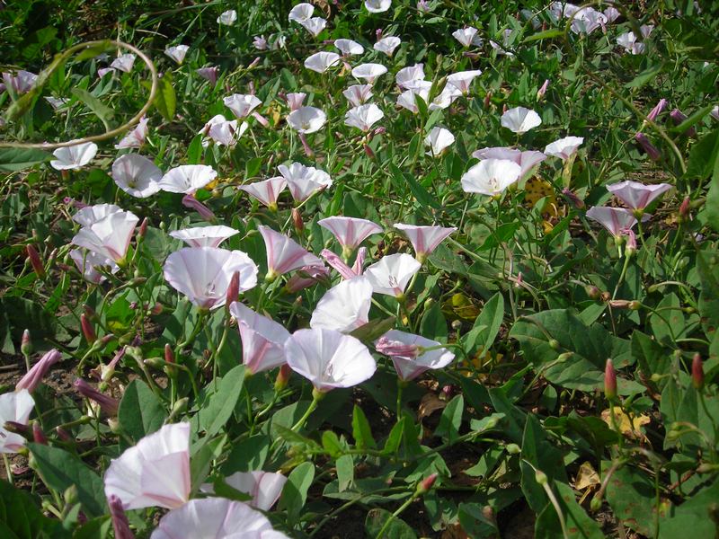 Image of Convolvulus arvensis specimen.