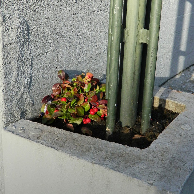 Изображение особи Gaultheria procumbens.