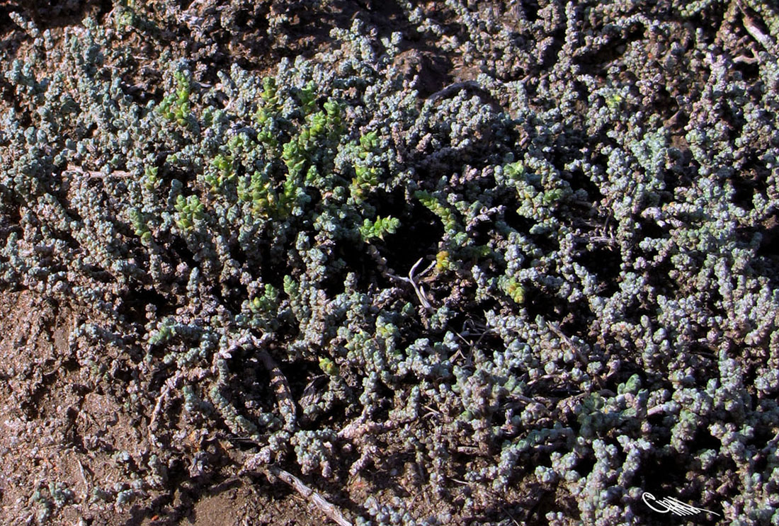 Image of Salsola passerina specimen.