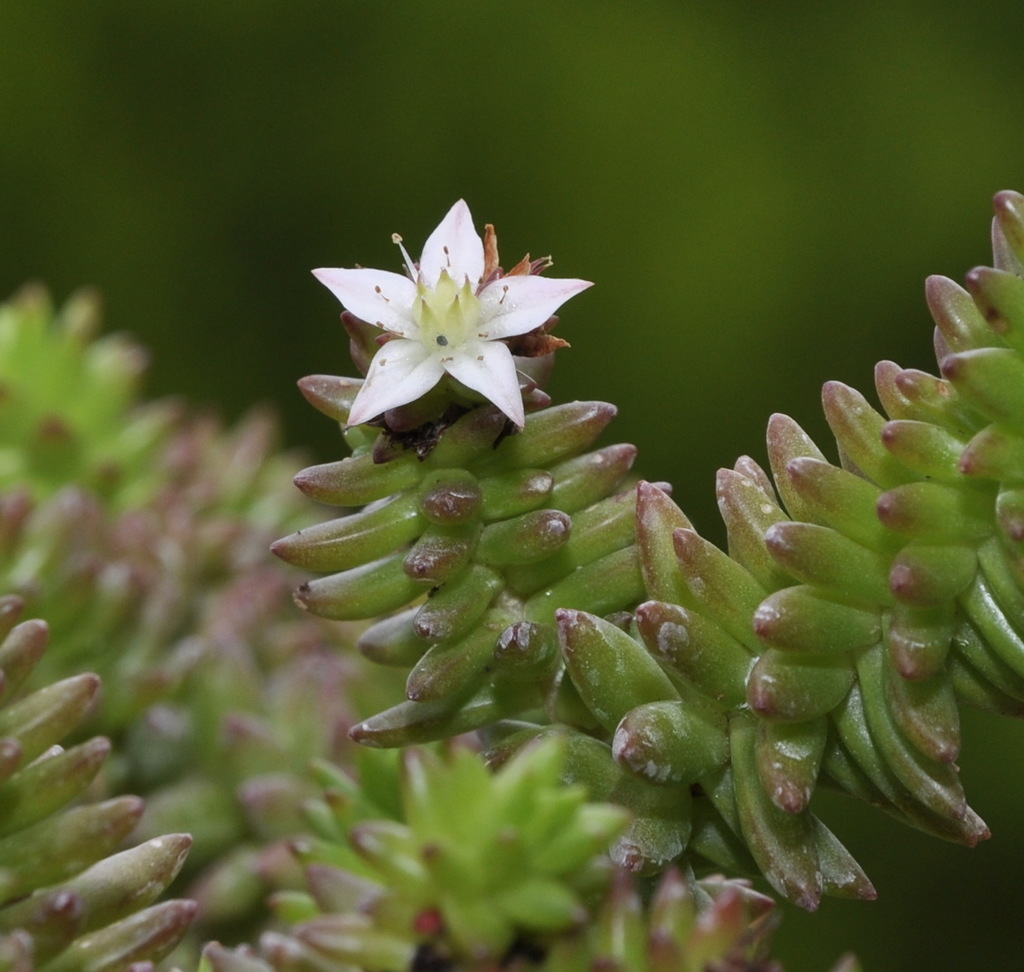 Image of genus Sedum specimen.