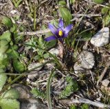 Romulea linaresii
