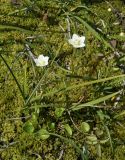 Parnassia palustris. Цветущие растения. Восточно-Казахстанская обл., г. Риддер, окр. Малоульбинского вдхр., заболоченный луг. 30.07.2008.