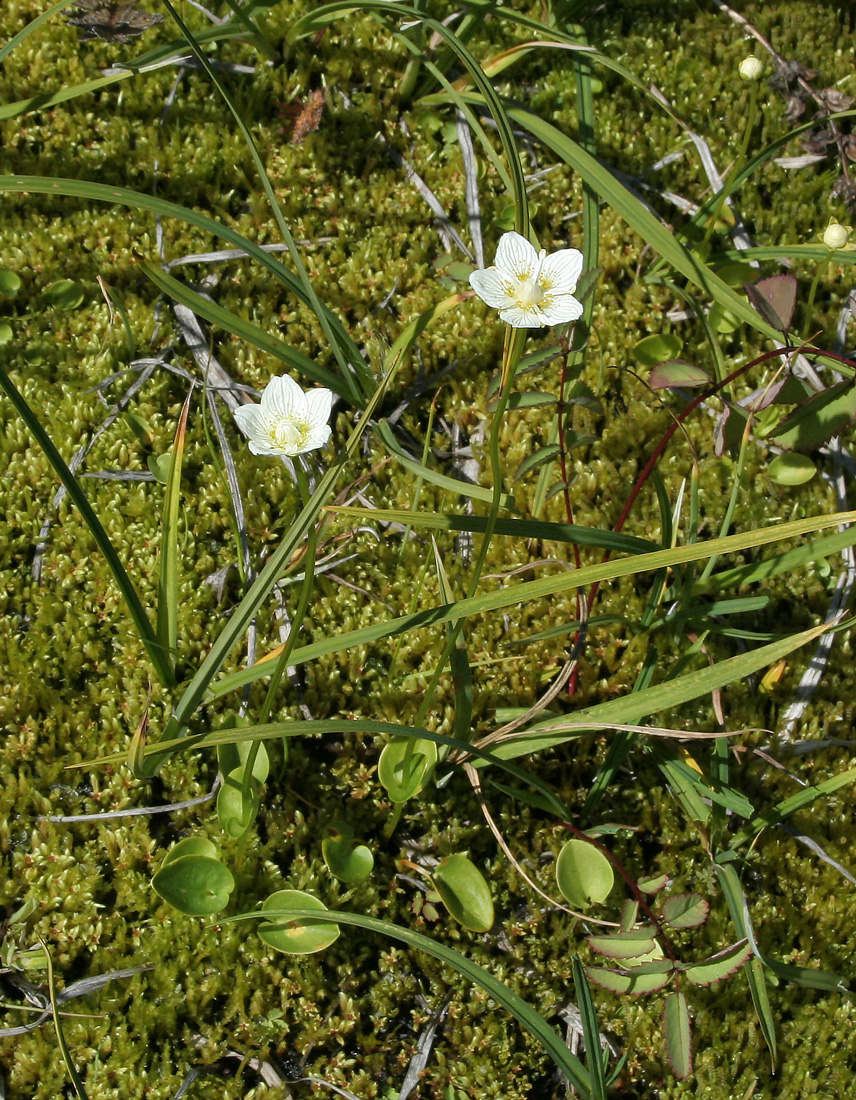 Изображение особи Parnassia palustris.