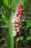 Persicaria amphibia. Соцветие. Коми, Сыктывдинский р-н, окр. пос. Еляты, берег р. Сысола, торфянистый затапливаемый перешеек между старицей и рекой. 14.07.2013.