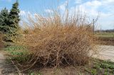 Forsythia europaea