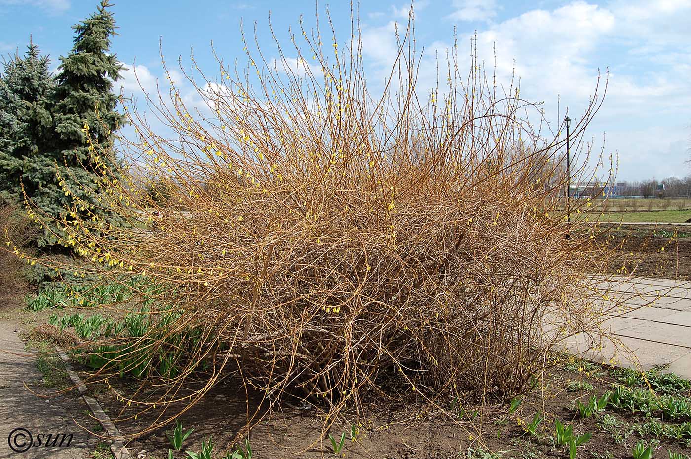Image of Forsythia europaea specimen.
