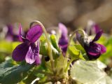 Viola odorata