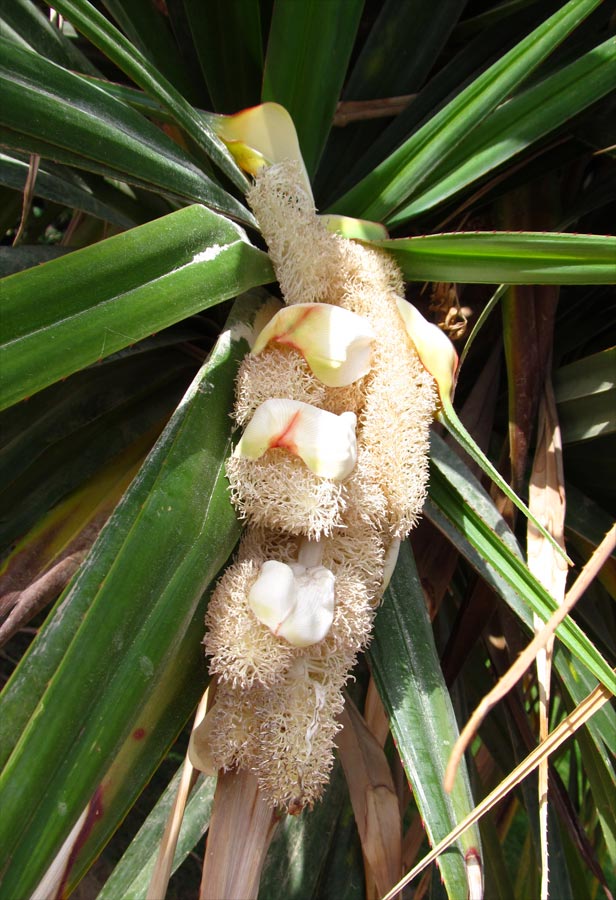 Изображение особи Pandanus utilis.