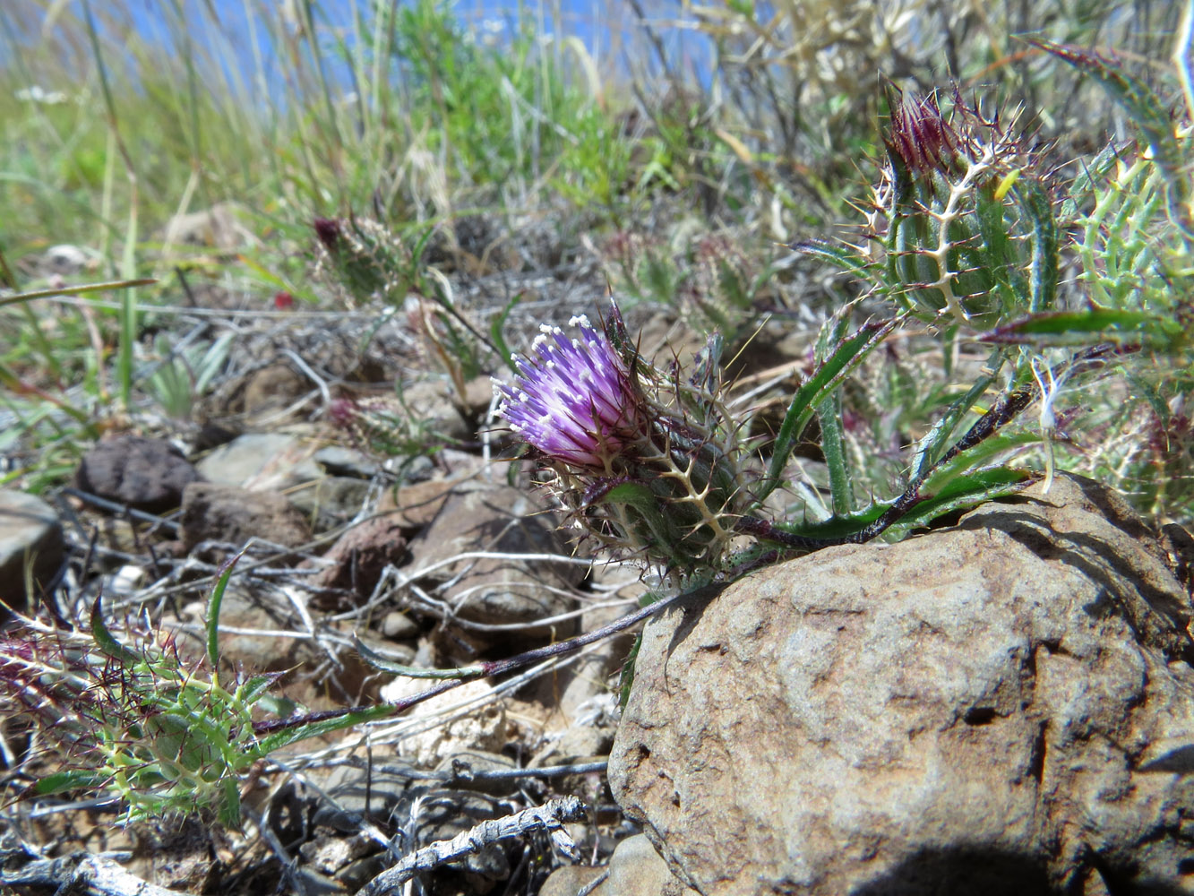 Image of Atractylis cancellata specimen.