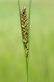 Carex melanostachya. Женское соцветие. Ростовская обл., Неклиновский р-н, Новобессергеневское с/п, побережье Таганрогского зал. 11.05.2014.