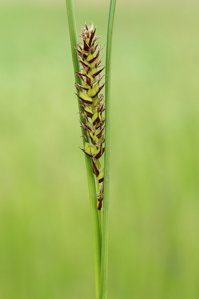 Image of Carex melanostachya specimen.