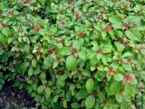 Hamelia patens
