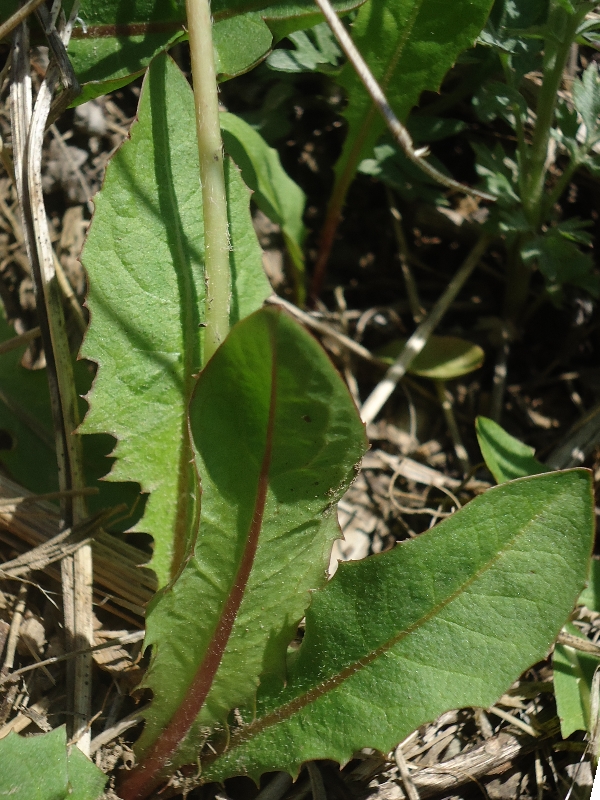 Image of Taraxacum kamtschaticum specimen.