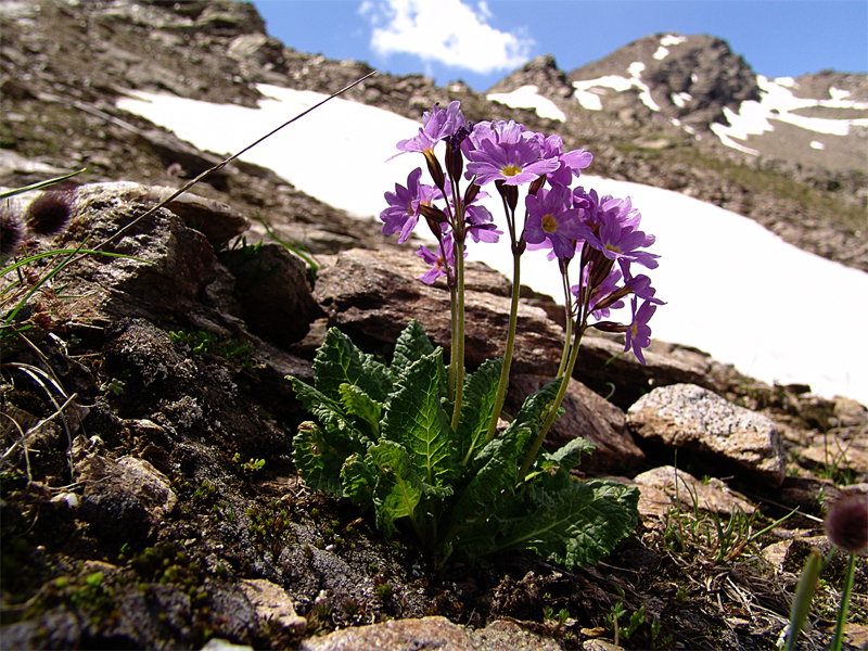 Image of Primula amoena specimen.