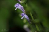 Scutellaria altissima