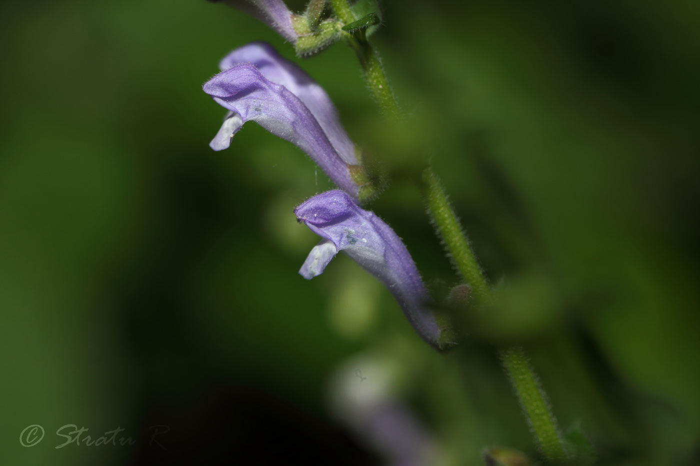 Image of Scutellaria altissima specimen.