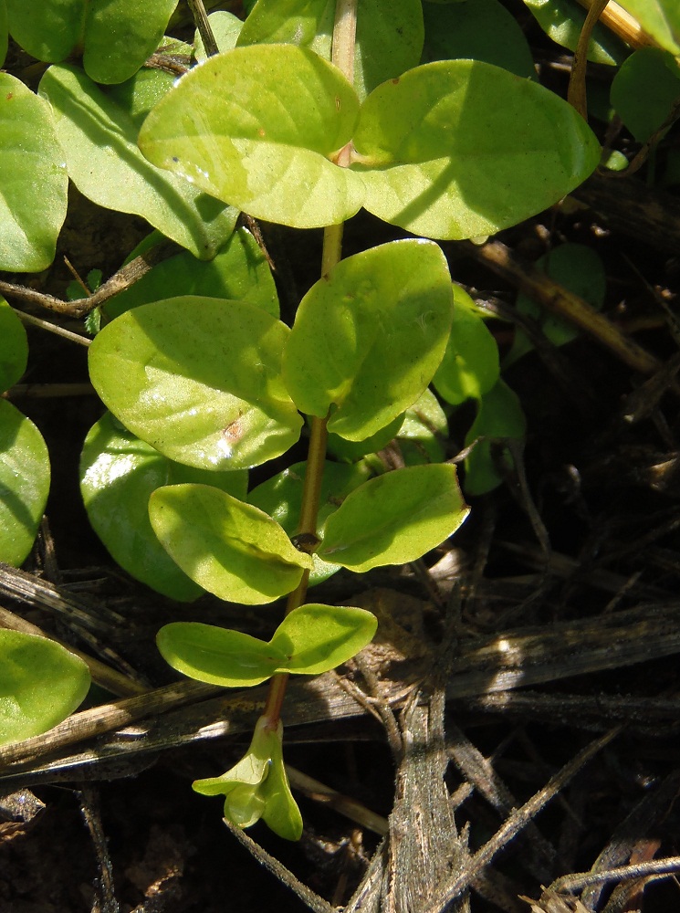 Image of Lysimachia nummularia specimen.