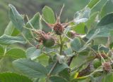 Rosa villosa