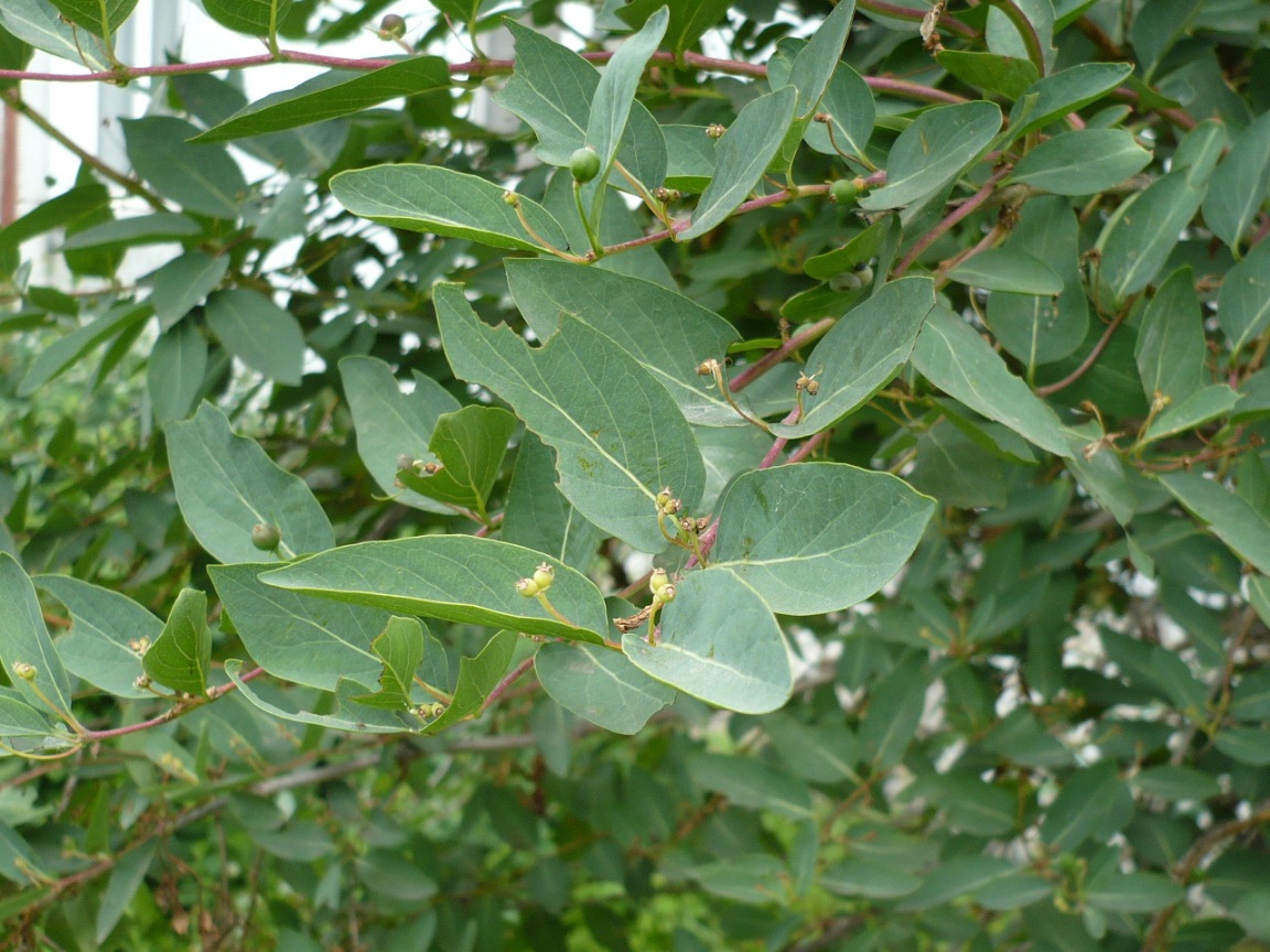 Image of Lonicera tatarica specimen.