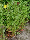 Oenothera perennis. Побеги. Германия, г. Дюссельдорф, Ботанический сад университета. 02.06.2014.