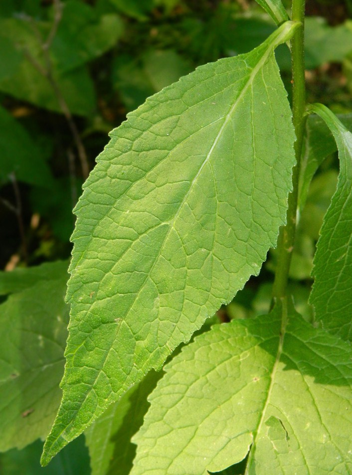 Image of Campanula latifolia specimen.