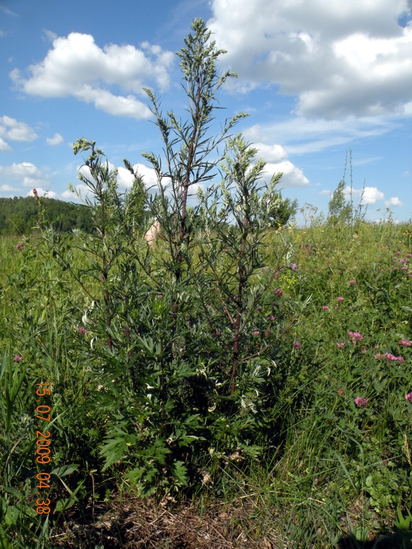 Изображение особи Artemisia vulgaris.