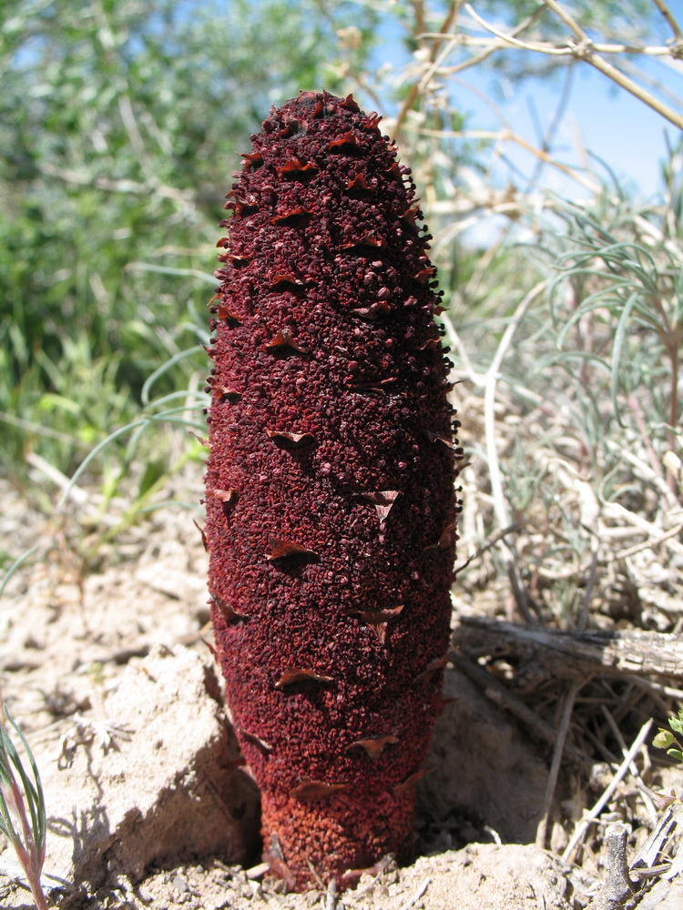 Image of Cynomorium songaricum specimen.