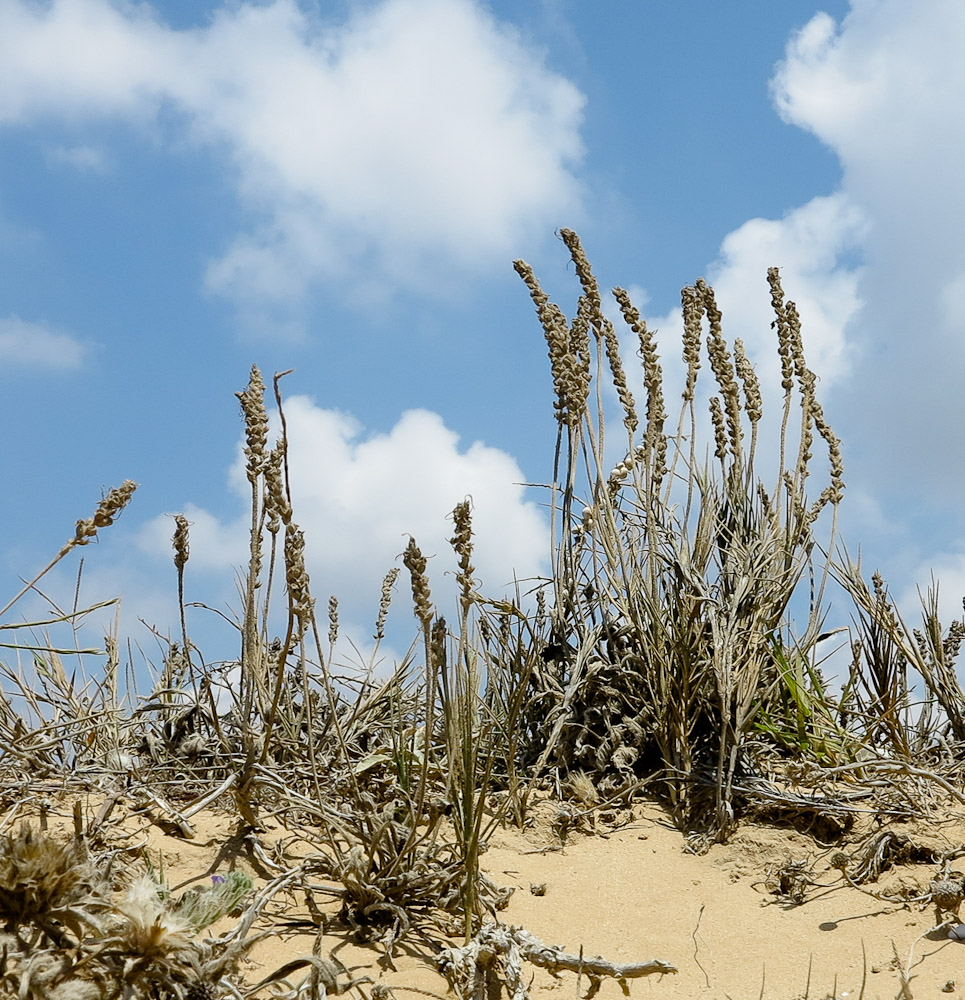 Image of Plantago albicans specimen.