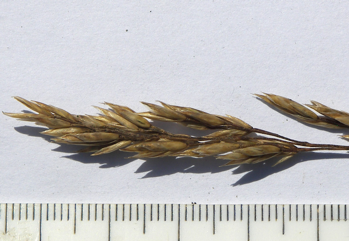 Image of Poa longifolia specimen.