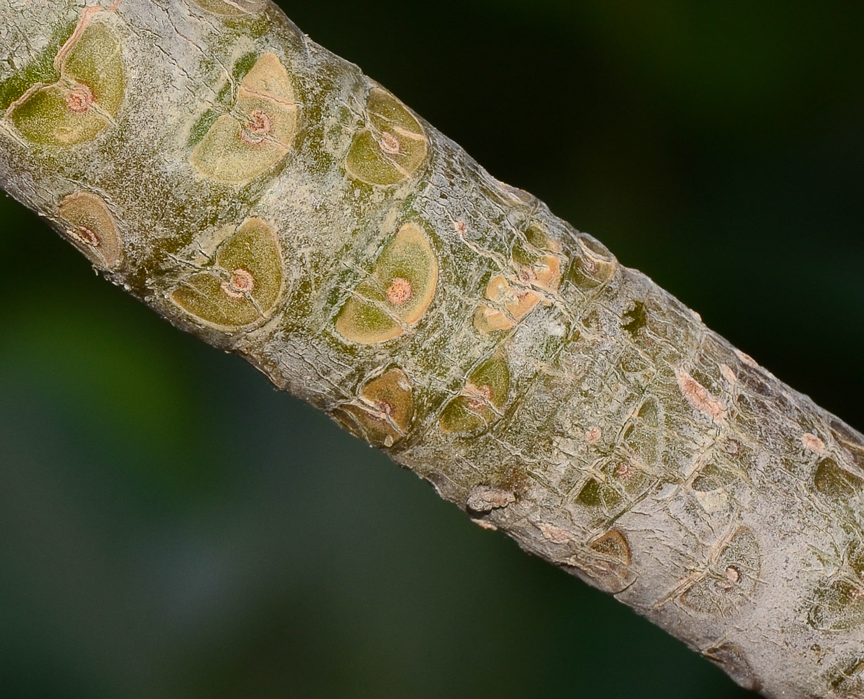 Image of Plumeria rubra specimen.