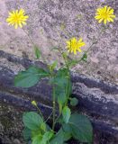 Lapsana intermedia