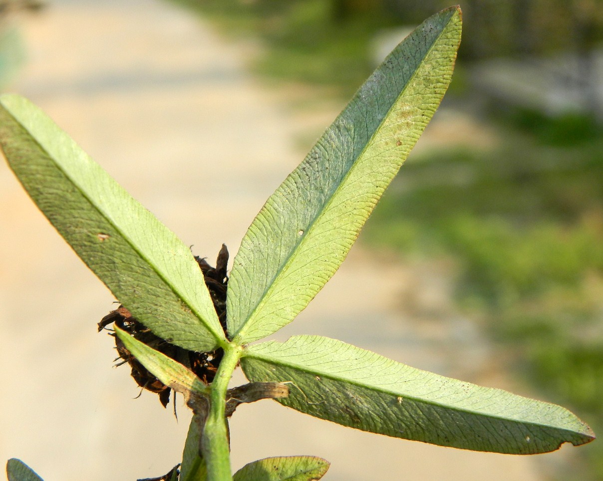 Image of Trifolium medium specimen.