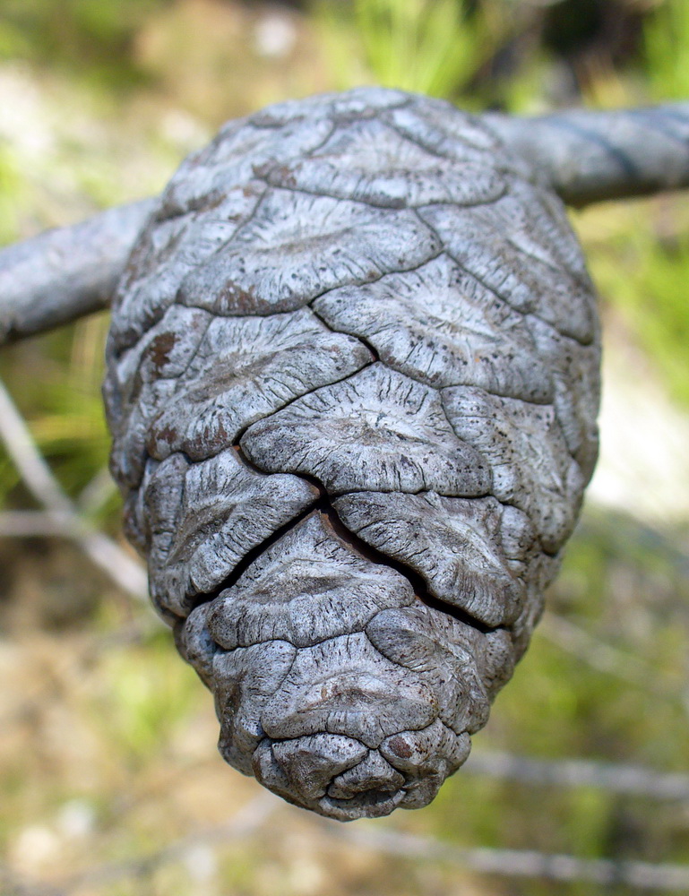 Image of Pinus brutia specimen.