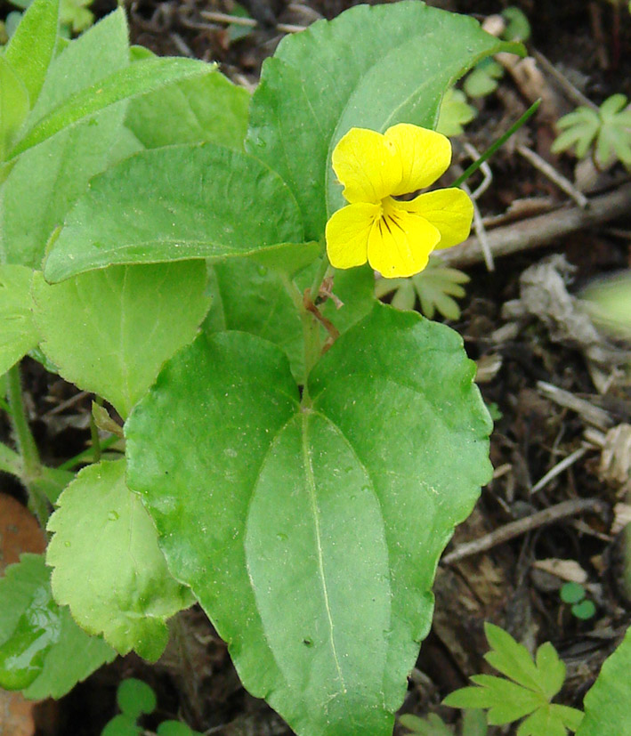 Image of Viola xanthopetala specimen.