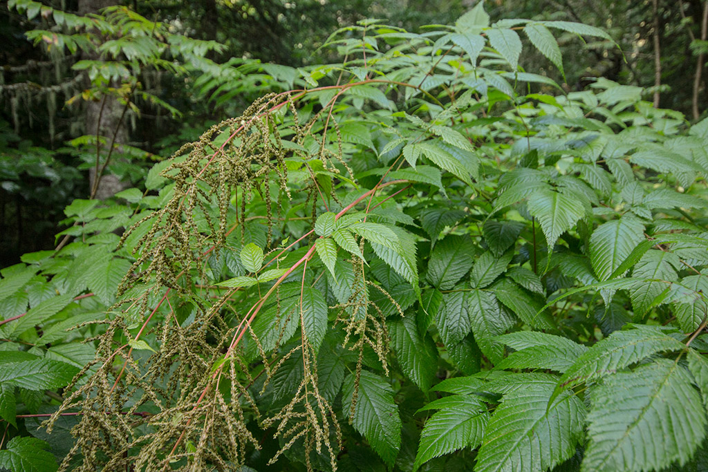 Image of Aruncus sylvestris specimen.