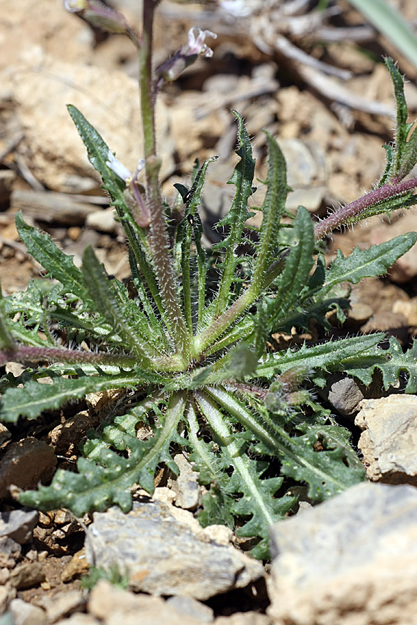 Image of Parrya hispida specimen.