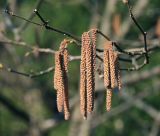 Corylus avellana