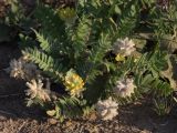 Astragalus dasyanthus