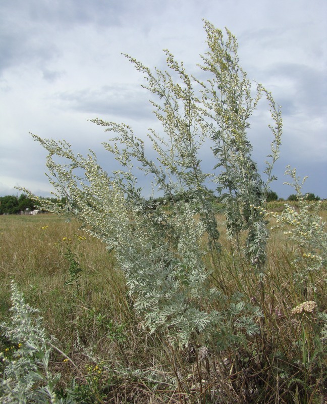 Изображение особи Artemisia absinthium.