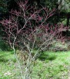 genus Cercis