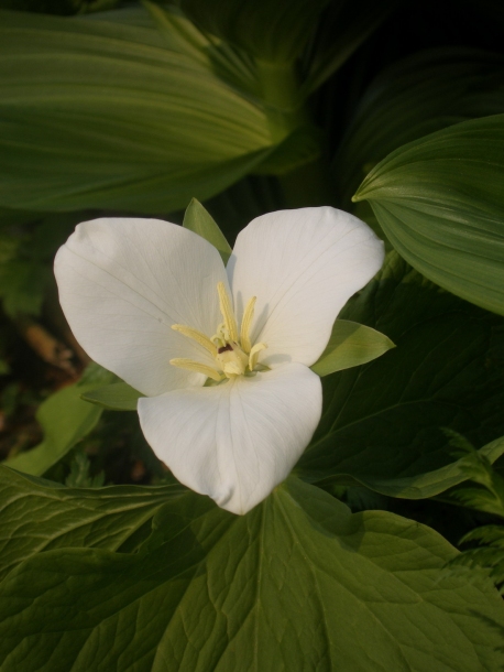 Image of Trillium camschatcense specimen.