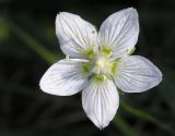 Image of taxon representative. Author is Борис Большаков
