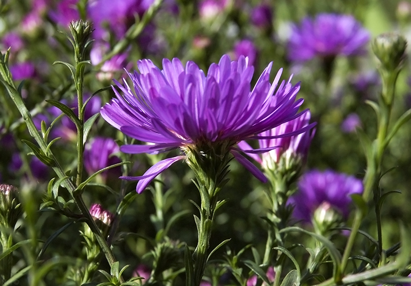 Изображение особи Symphyotrichum &times; versicolor.