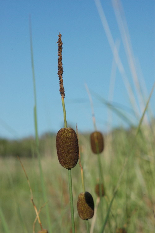 Image of Typha minima specimen.